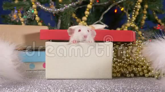 一只小白鼠在圣诞树和礼物的背景下从礼品盒中窥视2020年动物标志视频的预览图