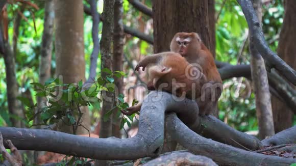 在低地热带雨林里小猴子挂在利亚纳视频的预览图