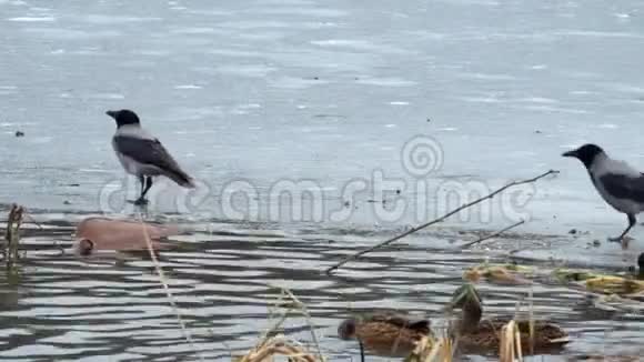 一只戴着帽子的乌鸦在结冰的河冰上跳想从鸭子那里偷东西视频的预览图