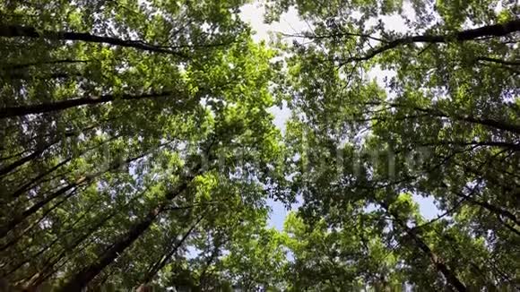 春天来自匈牙利的美丽橡树森林片段视频的预览图