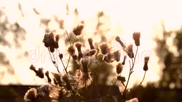 黑黑的剪影柔软蓬松的白色植物花在田野里视频的预览图