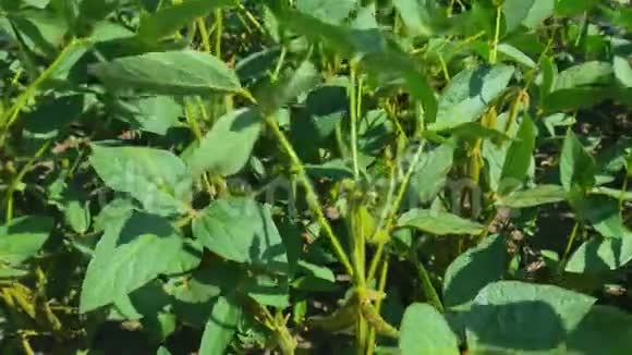 农户手分析田间绿色大豆视频的预览图