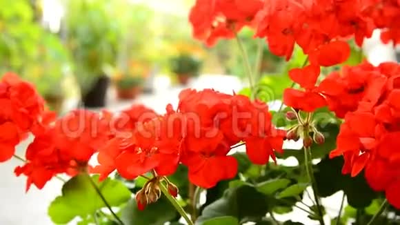红天竺葵视频的预览图
