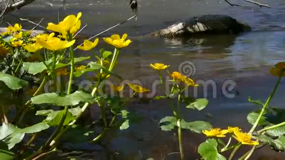 金杯沼泽在河流中的沼泽视频的预览图