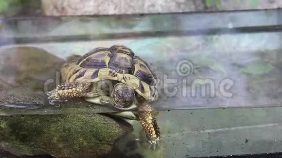 一只寿命已久的希腊乌龟或赫尔曼A的乌龟正在洗澡视频的预览图