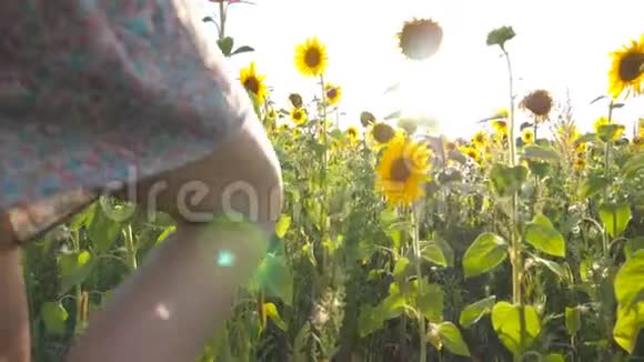 美丽的女孩在黄色的向日葵田上向太阳奔跑快乐的女人在日落时慢跑穿过草地自由视频的预览图