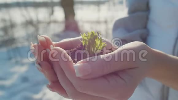 一个女人在冬天的背景下用她的双手拿着一个生命的生物芽用地面种植视频的预览图
