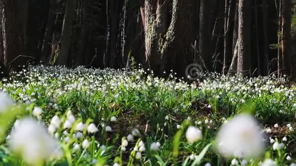 关注森林中的春天雪花视频的预览图