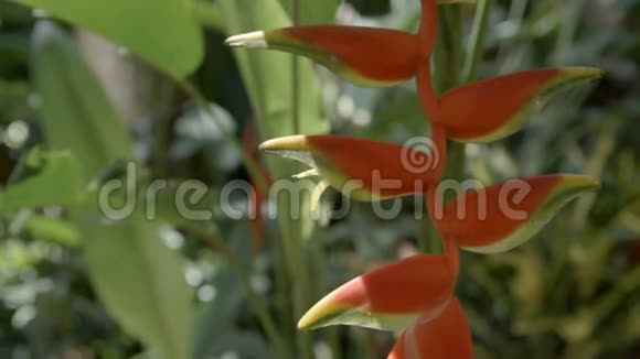 热带红花视频的预览图