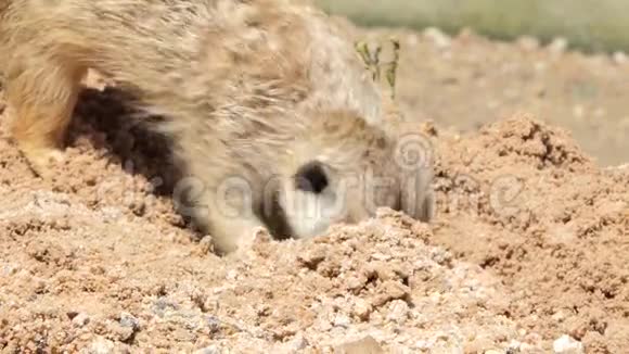 细长尾巴的猫鼬正在挖沙视频的预览图