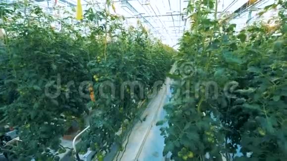 充满植物的温室视频的预览图