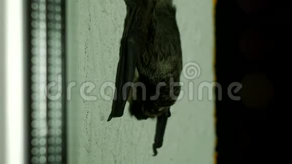 黑蝙蝠坐在房子的窗外特写阁楼视频的预览图