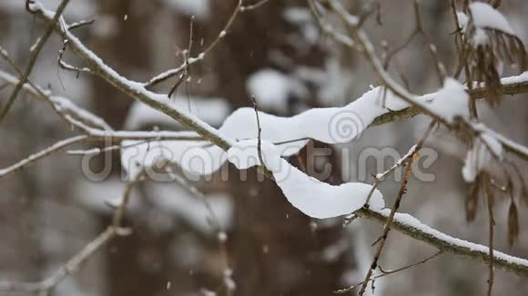雪覆盖的树枝视频的预览图