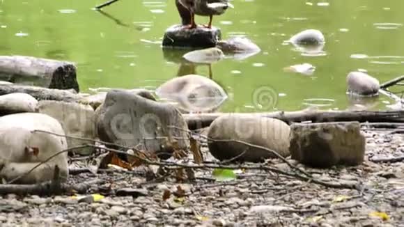 雨天绿湖上的动物鸟鸭视频的预览图