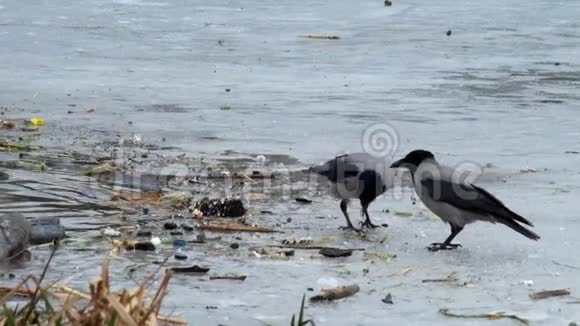 戴帽的乌鸦在结冰的河冰上的垃圾中寻找食物视频的预览图