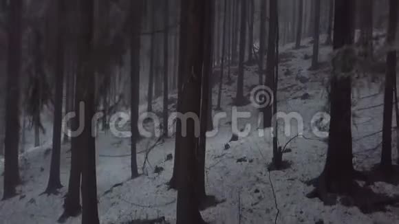 在白色的冬日云杉树枝从雾蒙蒙的森林中飞起视频的预览图