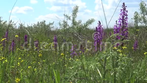早紫色兰花蒂里古尔河口海岸景观公园的草原开花植物视频的预览图