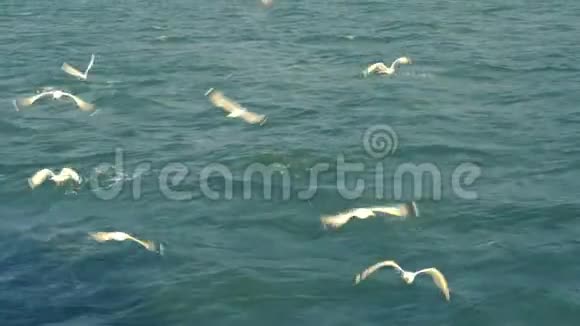 海鸥在公海上飞翔视频的预览图