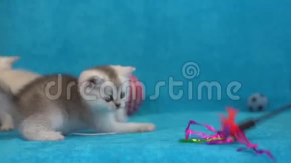 一只灰色的小猫在蓝色背景上玩玩具视频的预览图