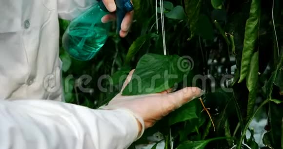 科学家给温室里的植物浇水视频的预览图