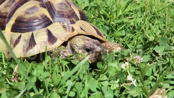 一只寿命已久的希腊乌龟或赫尔曼A的乌龟正在吃三叶草视频的预览图