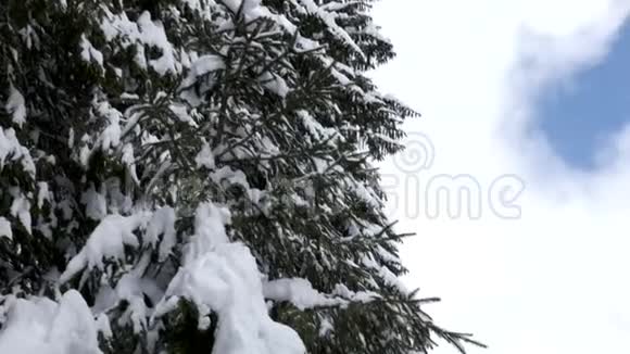 在冬天的山上从一棵松树上爬到河边视频的预览图