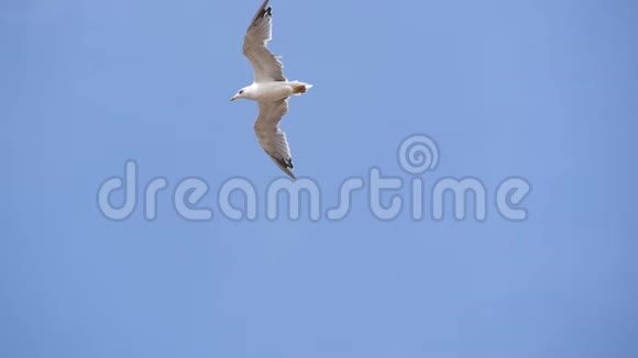 飞翔的海鸥对抗蓝天视频的预览图