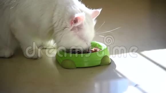 白色毛茸茸的猫贪婪地从碗里吃视频的预览图