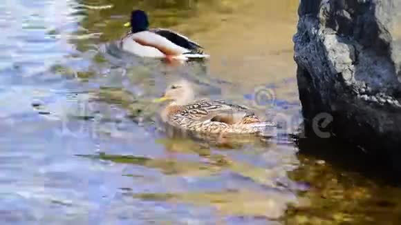 美丽的马拉德鸭子在池塘里高清高清视频的预览图