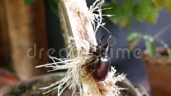 甲虫正在吃甘蔗视频的预览图