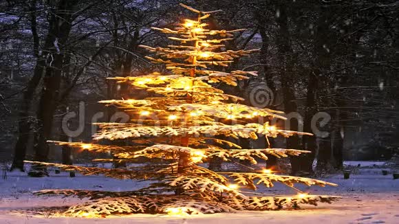 荷兰夕阳下雪中的圣诞树视频的预览图