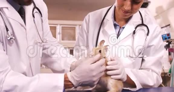 兽医检查一只兔子视频的预览图