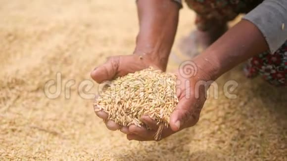 亚洲老农妇女手里拿着米饭在田里吃满米饭的女人农业收获4K视频的预览图