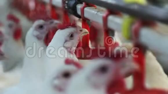 禽畜农场红帽的饮用水视频的预览图
