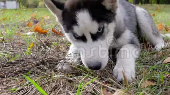 蓝眼睛的哈士奇狗躺在黄叶草地上在户外吃水果视频的预览图