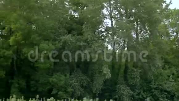 从一辆路过的汽车的窗户看驶过一片森林和一座山脉视频的预览图