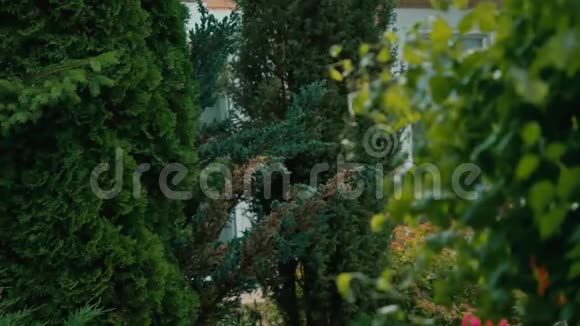 庭院绿树旁英俊男子的画像视频的预览图