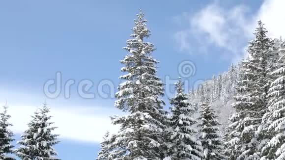 山上松树的华丽景色视频的预览图