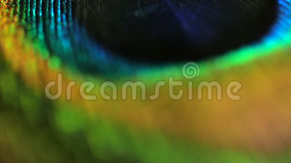 非常漂亮的孔雀羽毛自然模式宏观的4k视频的预览图