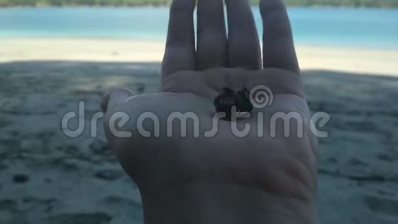 手上的海蟹从贝壳里出来视频的预览图