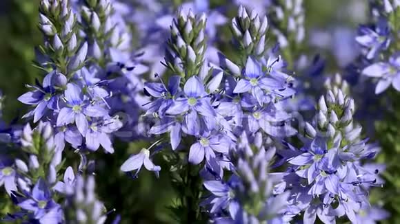 美丽的蓝色野花远志视频的预览图