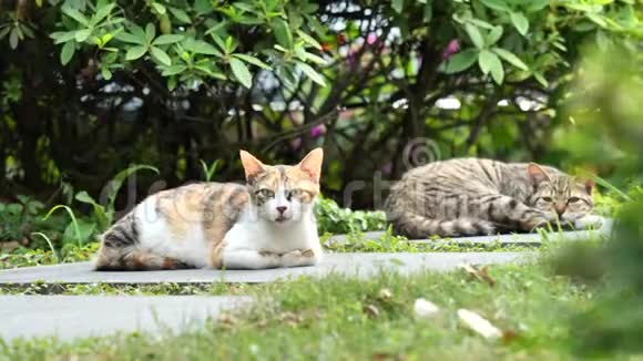 两只野猫躺在地上一边看着摄像机一边听着耳朵转过身警觉的表情4k电影视频的预览图