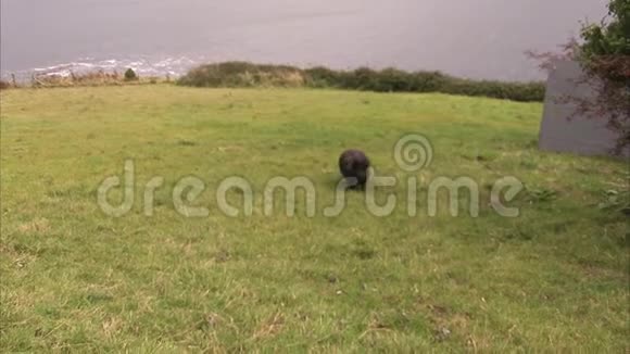 一头黑猪在田野上自由奔跑视频的预览图