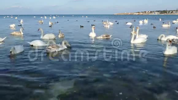 海湾的一群天鹅视频的预览图