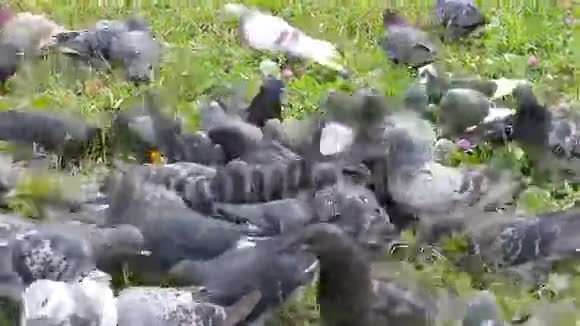 一群鸽子喂养视频的预览图