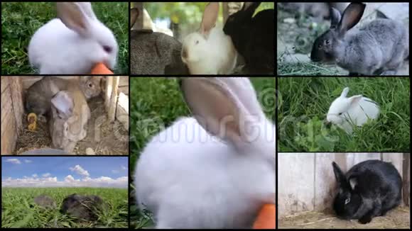 许多兔子在农场里繁殖兔子视频的预览图