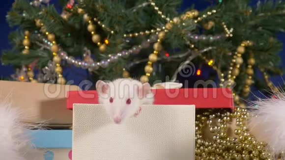 一只小白鼠在圣诞树和礼物的背景下从礼品盒中窥视2020年动物标志视频的预览图