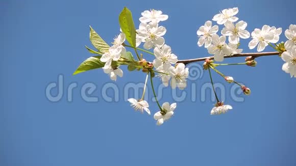 樱花枝白色的花在美丽的背景上随风摆动视频的预览图