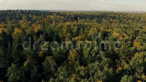 夏季喀尔巴阡山童话般的绿色森林的空中拍摄视频的预览图