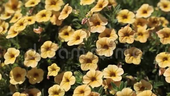 花园里夏日里美丽的黄花视频的预览图